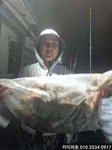 28일 야간 돌문어 조황 입니다