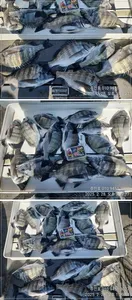 ((고성 주인호))경남고성주인호 금요일 감성돔 마릿수조황~