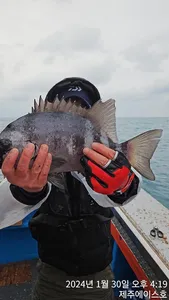  제주에이스!2월30돌돔조황입니다~문의01035483472~01038603472