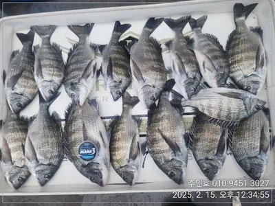 <<이벤트중>>경남고성주인호 감성돔 마릿수조황!화요일예약가능!