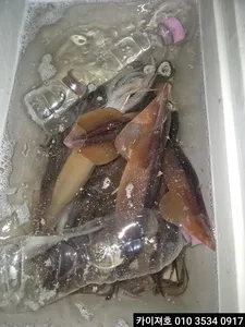 21일)야간 오징어 조황~!!