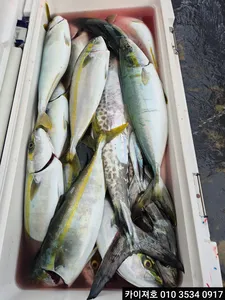 16일)화요일 08시 방어 삼치 모집중 입니다