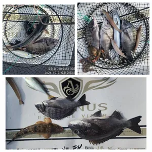 ((고성 주인호))주인호 수요일 감성돔 조황입니다.