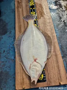 13일)오전 왕도다리 참가자미