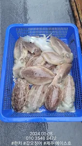 제주에이스호!!(8일)갑돌이조황입니다~문의01035483472~01038603472