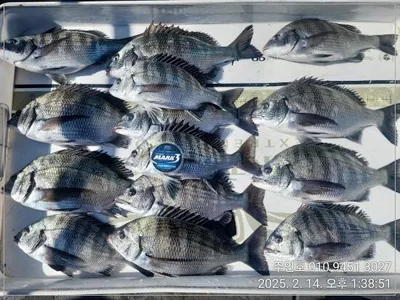 <<이벤트중>>경남고성주인호 감성돔마릿수조황!