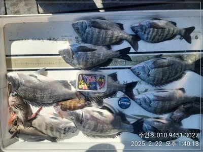 <<이벤트막바지>>경남고성주인호 토요일감성돔조황!