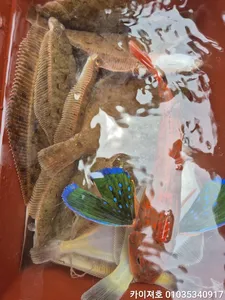 6일)오전 도다리참가자미 조황 입니다