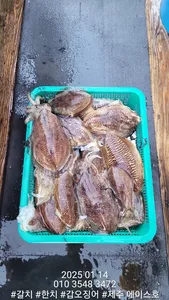 제주에이스호!!(14일)사이즈굿갑이조황입니다.문의 010 3548 3472~010 3860 3472{9.77톤22인승 14석운영합니다}