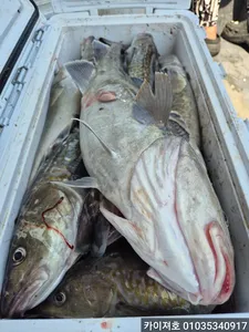 3일)왕대구 만쿨 대박! 계속되는 타작