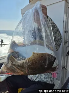 7일)오전 왕도다리 참가자미 조황!