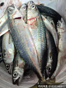 28일)왕고등어,왕전갱이 조황!!