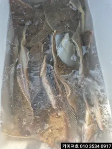 6일)오전 도다리참가자미 조황