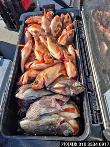 29일)왕볼락왕열기 완전 대박~대잔치~ㅎ