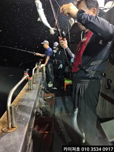 오늘밤 왕고등어 전갱이 출항 합니다