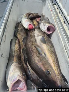 7일)왕대구 쿨러 조황~!!