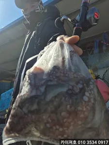 24일 주간 돌문어 조황!