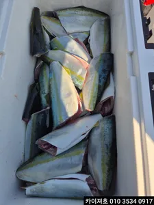 1일 오전 삼치방어 느나 입니다 !!