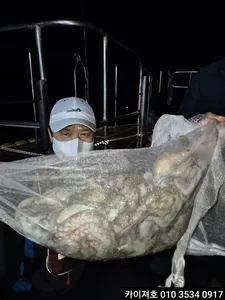 10일 주야 11일 야간 돌문어 조황!