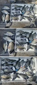 <<금요일이벤트종료>>경남고성주인호 감성돔 대박조황!