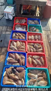 제주에이스호!!(3월13일)심해갑오징어조황입니다010 35483472~010 3860 3472{9.77톤22인승16석운영.