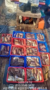 제주에이스호!!(4월16일)심해갑오징어조황입니다010 35483472~010 3860 3472{9.77톤22인승16석운영