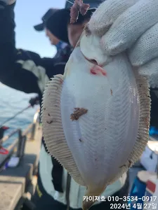 여러분 도다리가자미 잡으러 오세요~^^