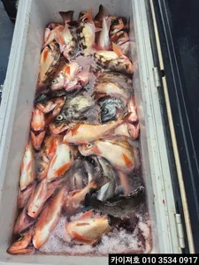 왕볼락왕열기 대박 행진 목 모집중