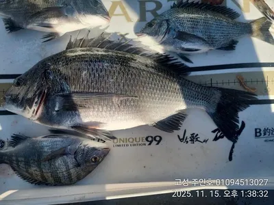 ((경남고성 주인호))주인호 토요일 4짜외 감성돔 조황~