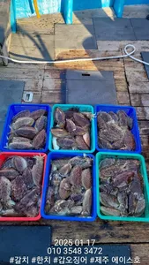 제주에이스호!!(17일)사이즈굿갑이조황입니다,문의010 3548 3472~010 3860 3472{9.77톤22인승14석운영}