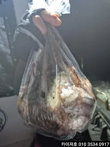 19일 야간 돌문어 조황