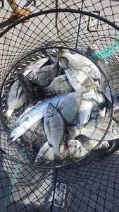 ((경남고성 주인호))주인호 일요일 감성돔 조황~화요일부터 예약가능!