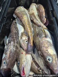 왕초보도 만쿨! 오늘도 전원타작! 10일 대구조황