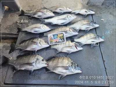 ((고성 주인호))주인호 화요일 감성돔 조황~