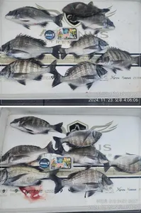 ((고성 주인호))주인호 토요일 감성돔 조황입니다.