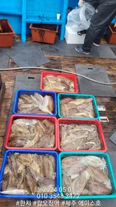  제주에이스호!!(5월1)서귀포갑이조황입니다.(21년건조한9.77톤16석운영)문의 01035483472~01038603472