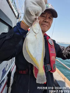 29일)왕도다리참가자미 묵직 합니다