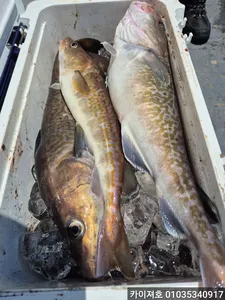 오늘도 역시 전원타작 만쿨! 02일 대구조황