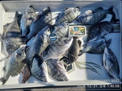 ((고성 주인호))<이벤트중>주인호 감성돔 마릿수조황~