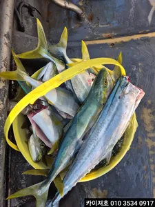 7일 오전 대 폭팔~화요일 부터 모집중