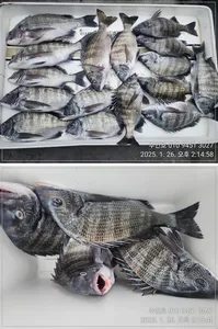 <<이벤트중>>경남 고성 주인호 일요일 감성돔 마릿수 조황~