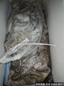 30일 야간 돌문어 조황!