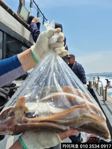13일 도다리.참가자미 조황!