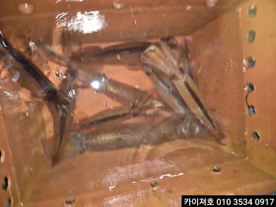 11.12일 야간 한치 조황! 