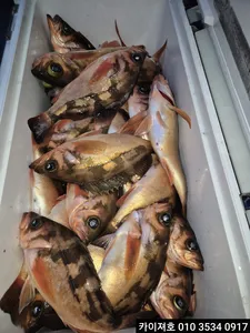 2일 새벽 왕볼락왕열기 대박~!