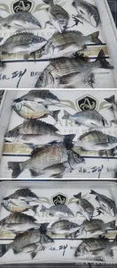 ((경남고성 주인호))주인호 감성돔 조황입니다.금요일 예약가능~