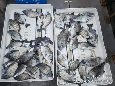 ((경남고성 주인호))주인호 일요일 감성돔 마릿수 조황~화요일 예약가능!