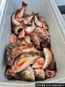 5일 오전 외줄 낚시 왕열기 조황 입니다