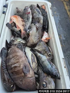 16일) 외줄 왕볼락 왕열기 기대를 넘어~