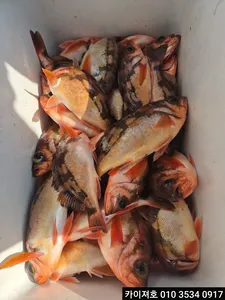 31일 왕열기.왕볼락 외줄낚시 조황!